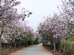 -南丹山森林王国