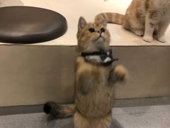-飞行喵MR PILOT|猫舍·猫咖(静安大融城店)