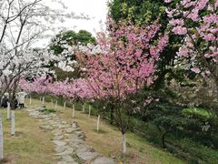 -南山植物园