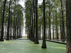 -渌洋湖湿地公园