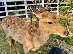 -金鸡湖桃花岛