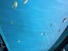 -瑞德姆美人鱼海底演艺主题餐厅(亚龙湾店)