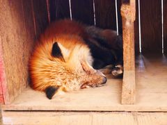 -宫城藏王狐狸村