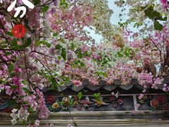 -深圳国际园林花卉博览园