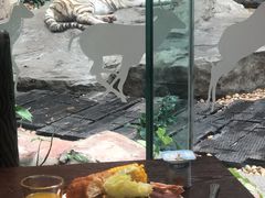 与白虎共餐-白虎自助餐厅·真老虎·景观自助餐厅(广州长隆酒店)