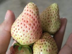 -胜丰草莓采摘园