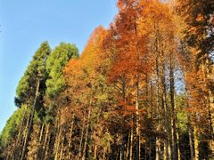 -山王坪喀斯特国家生态公园