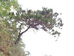-羚羊峡古栈道森林公园