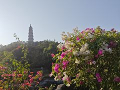 -顺峰山公园