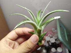 -柒五龙虾(八王寺店)