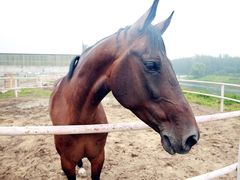 马匹-月河湾马术俱乐部(朝阳店)