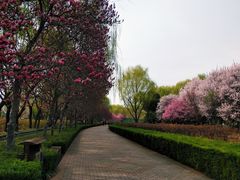 -洛阳市隋唐城遗址植物园