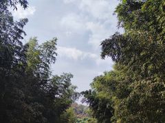 -都江堰中华大熊猫苑