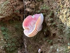 -东天目山风景区