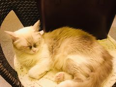 -猫色咖啡·猫咖