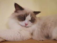 -猫和宫(六道口店)