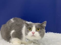 -爱洗澡的猫(天河路店)