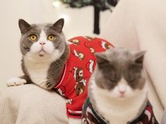 -龍歌自助小火锅(城阳万象汇店)