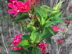 -中央广播电视总台(光华路办公区)