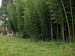 -黄海国家森林公园