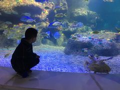 -沙沙哗啦海洋馆(华宇百花谷店)