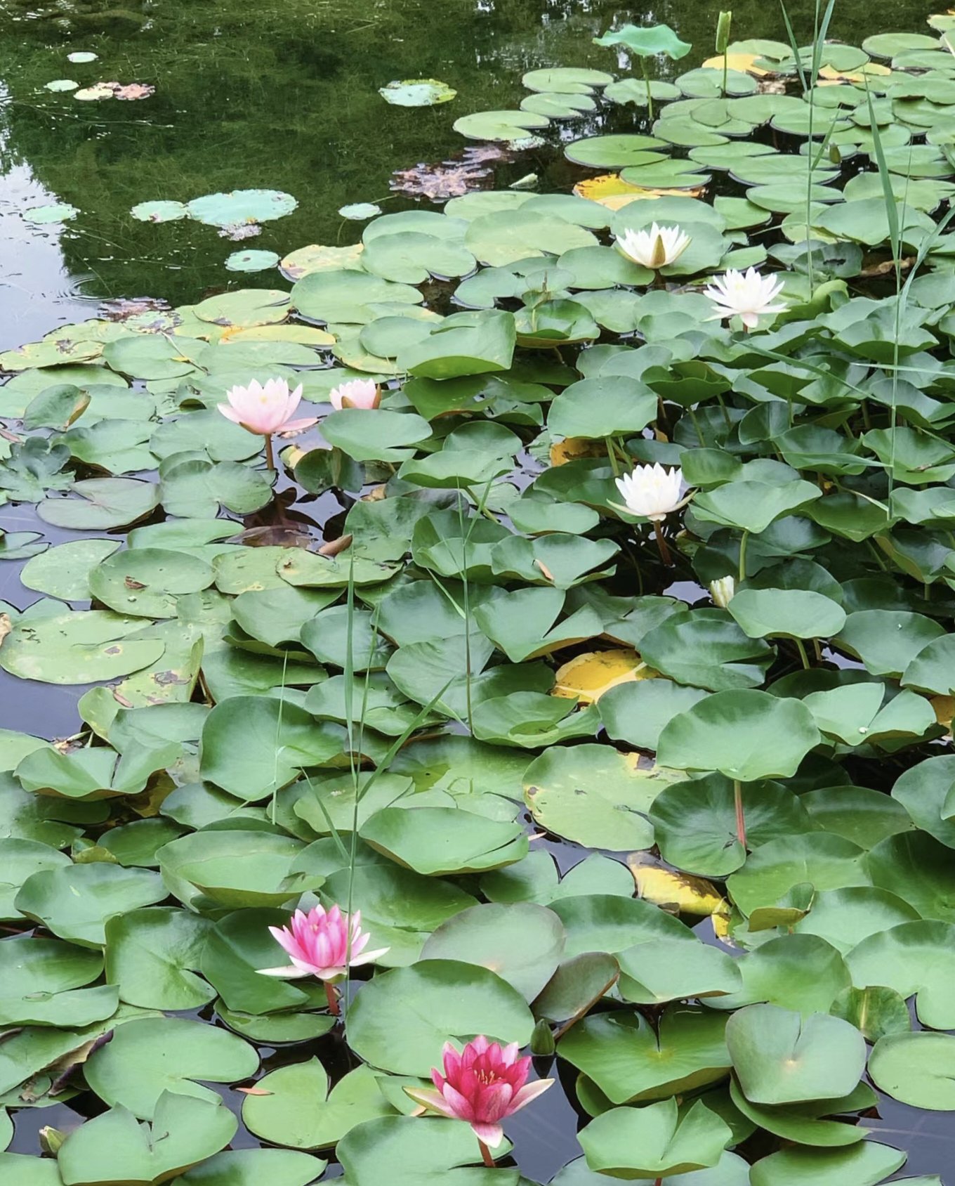 保定市植物园门票图片