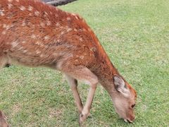 -料亭菊水楼