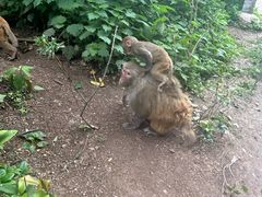 -黔灵山公园