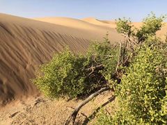 -阿布扎比沙漠皇宫酒店水疗中心