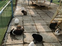 -南宫五洲植物乐园