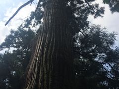 景点-天目山大树王景区