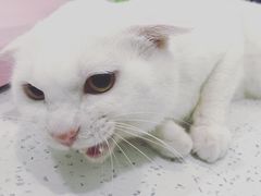 -佳雯宠物医院(金华南路分院)