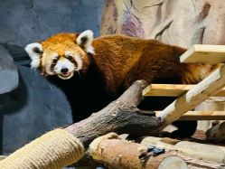 -Zoolung Zoolung动物主题公园(海信广场店)