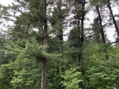 -五营红松林海景区