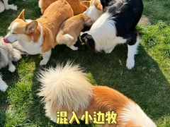 -趣玩宠物乐园寄养训犬训狗游泳池