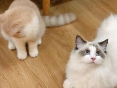 -滚猫咖啡·猫咖·猫友好撸猫(未来城店)