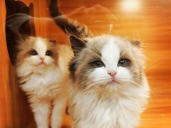-猫十亿·布偶金渐层·曼基康矮脚猫舍(青年路店)
