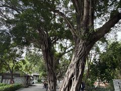 -荔湾湖公园