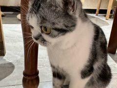 -猫小院猫主题餐厅(南锣旗舰店)