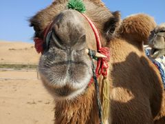 -鄂托克前旗兴宇唐苏格沙漠温泉酒店