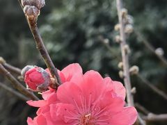 -南国桃园旅游度假区