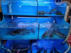 -韩妹鱼庄·泸定老字号(泸定店)