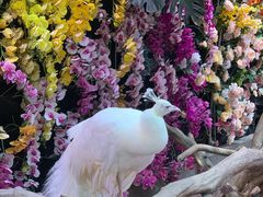 -正佳雨林生态植物园