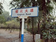 -武汉大学-樱园