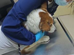 -爱妮康宠物医院·干细胞免疫细胞·肿瘤·心脏(张江店)