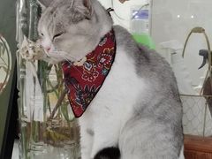 -共舞时光猫咖·狗咖(新街口店)