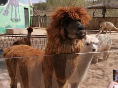 -鄂尔多斯野生动物园