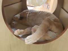 -猫和宫(六道口店)