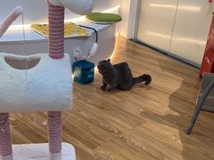 -COLOR PETS 撸猫馆·购猫·猫咖(长风大悦城店)