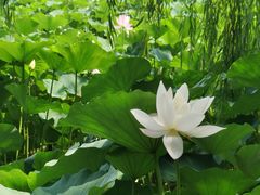 -莲花池公园